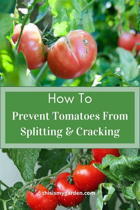 Prevent Tomatoes From Splitting And Cracking