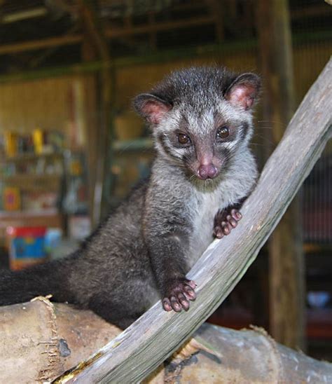 Musang or Masked Asian Civet Cat: About Musangs