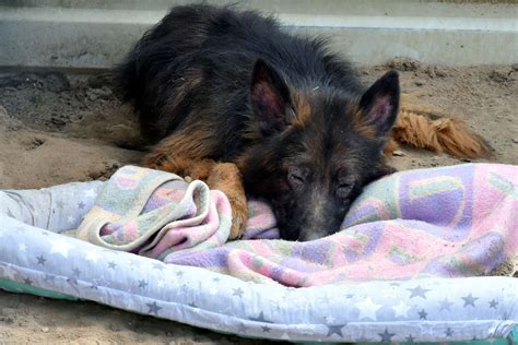 W Schronisku u Machowiaków pomogli już ponad tysiącowi psów Super