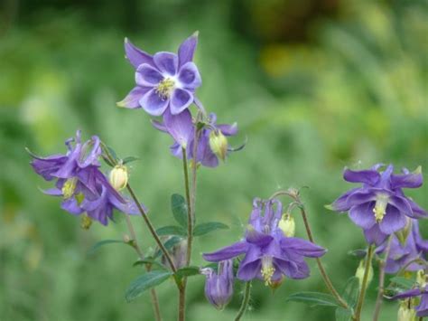 Aquilegia Vulgaris L