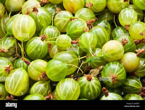 Fresh Green Gooseberries Making Full Frame Background Stock Photo Alamy