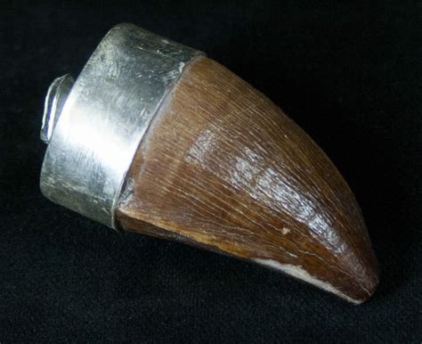 Authentic Fossil Mosasaur Tooth Pendant 16329 For Sale FossilEra