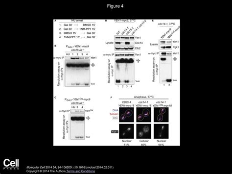 Dual Control Of Yen1 Nuclease Activity And Cellular Localization By Cdk