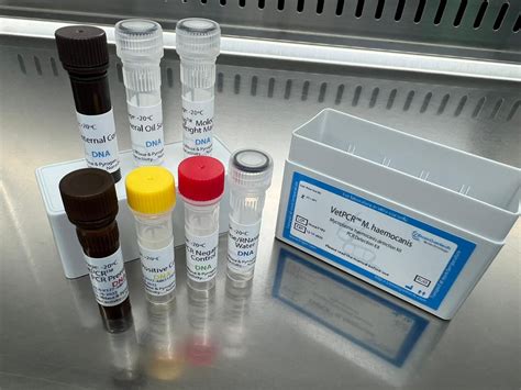 Mycoplasma Haemocanis Detection Kits Pcr Kit