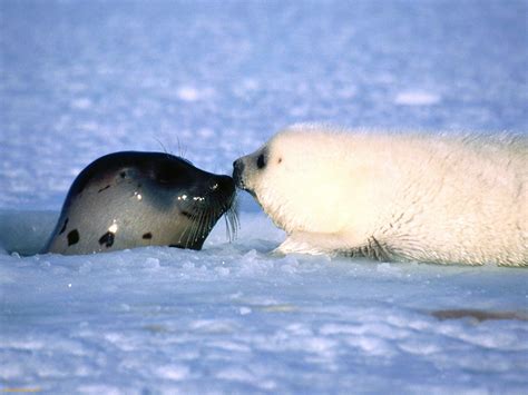 White Seals Pictures on Animal Picture Society