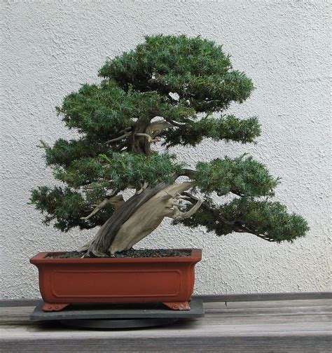 A Japanese Needle Juniper Juniperus Rigida Bonsai On Display At The National Bonsai And Penjing