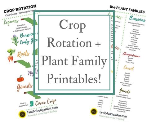 Crop Rotation Examples [With Plant Families] | Family Food Garden ...