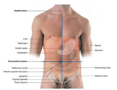 Where Is Liver Pain Located In Body Hot Sex Picture