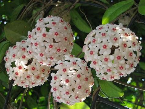 Hoya carnosa - Wax Plant | World of Flowering Plants