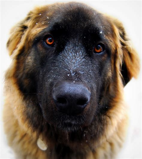 A Leonberger Looking Into The Camera Beautiful Dogs Leonberger Dog