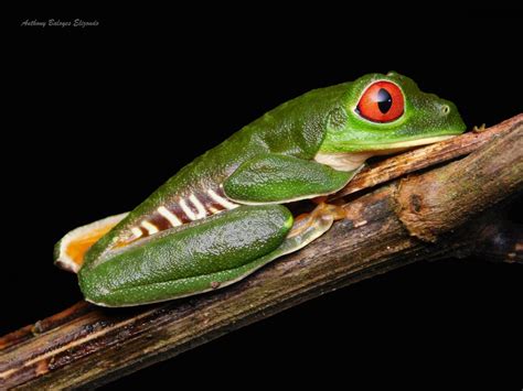 Rana De Hoja De Ojos Rojos Agalychnis Callidryas Ecoregistros