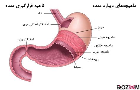 آناتومی دستگاه گوارش انسان به زبان ساده مجله بیوزوم