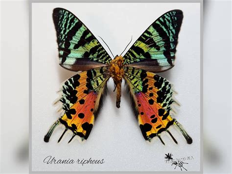 Urania Ripheus & Urania Leilus With Frame / Real Butterfly - Etsy