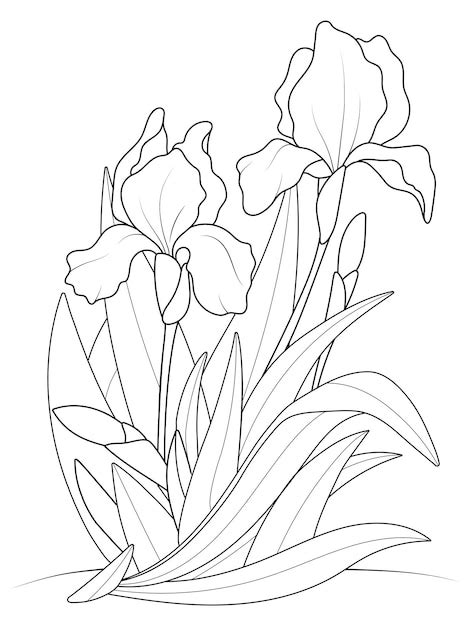 Premium Vector Iris Flowers Growing In A Bush Coloring Book Vector