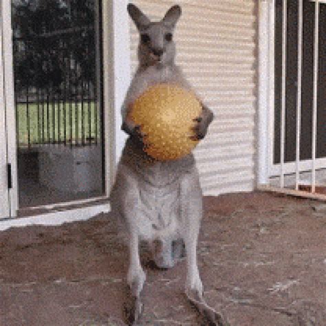 Kangaroo Drops Ball Funnybizz Where Business Meets Humor