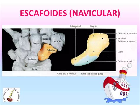 Huesos De La Mu Eca Y Mano Ppt