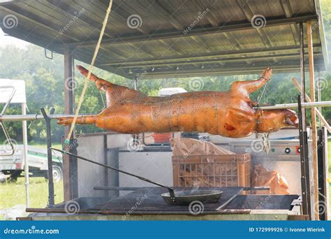 Roasted Pig Stock Photo Image Of Piglet Domestic Fire 172999926