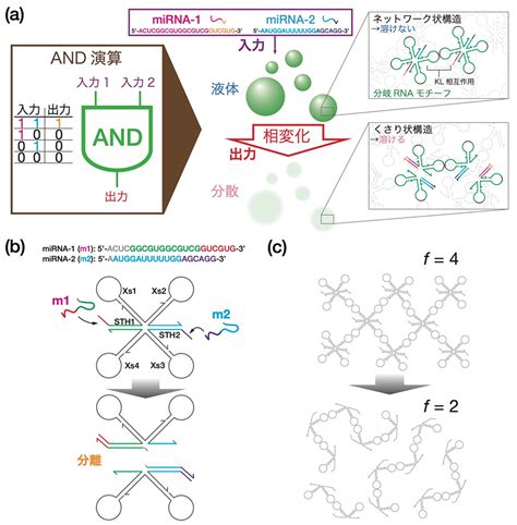 複数のマイクロrnaを同時検出する「rna液滴コンピュータ」の開発に成功～細胞の中で働く微小ロボットや化学的人工知能の実現にも貢献