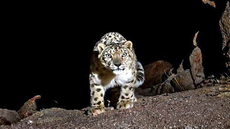 Snow Leopard In Ladakh लद्दाख में कैमरे में कैद हुआ स्नो लेपर्ड जानिए क्या है हिमालय पर चल रहा