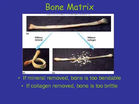 Bone Tissue Ch 6 Histology Of Bone