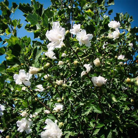 Double White Hardy Hibiscus For Sale Online | The Tree Center