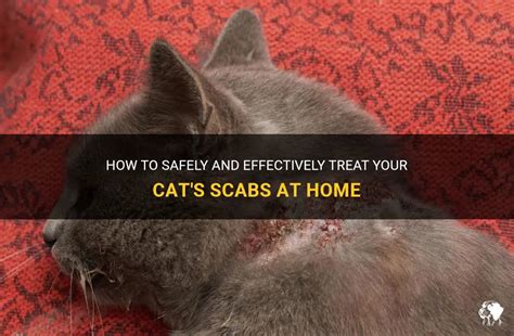 How To Safely And Effectively Treat Your Cat S Scabs At Home Petshun