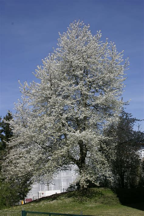 Prunus Cerasus A Lovely Garden Fruit Tree