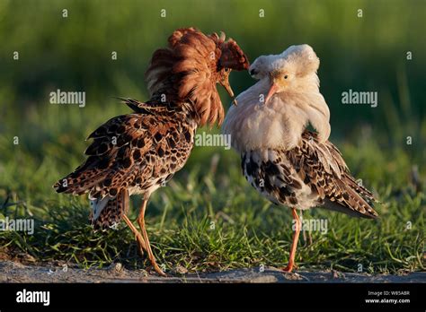 Two Male Ruff Philomachus Pugnax Displaying At A Lek Liminka