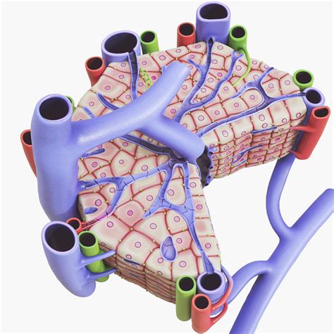 Microscopic Anatomy Of Liver 3d Model By Zames1992d