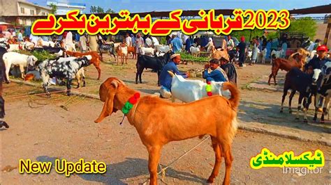 Taxila Mandi 2023 Latest Update Best Goats And 2023 Qurbani YouTube