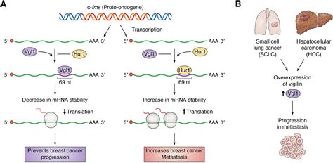 Multifaceted Functions Of Rna Binding Protein Vigilin In Gene Silencing