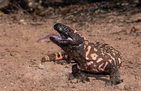 Hombre Pierde La Vida Tras Ser Mordido Por Su Mascota Un Monstruo De