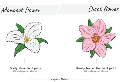 Monocot Flower And Dicot Flower: Definition, Structure,, 59% OFF