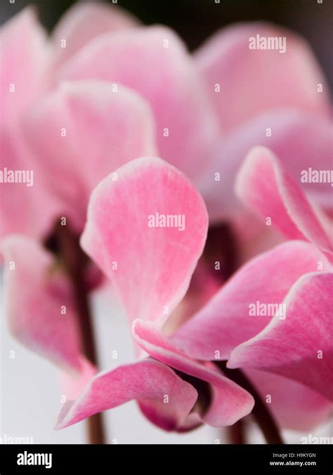 Cyclamen Cyclamen Cilicium Pink Flower Closeup Stock Photo Alamy