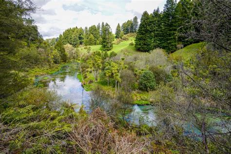 Putaruru Blue Springs: Te Waihou Walkway - Waikato's best kept secret.