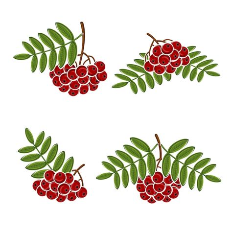 Premium Vector Berries Rowan Set Vector