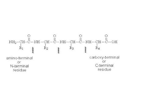 6 carboxypeptidase mechanism