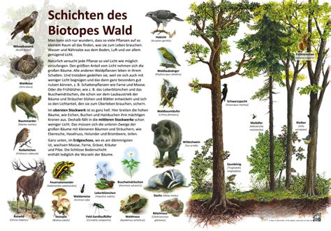 Schichten Des Biotopes Wald Wald Lehrtafeln Natur Im Bild