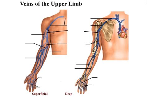 Veins Of The Arm Diagram Quizlet