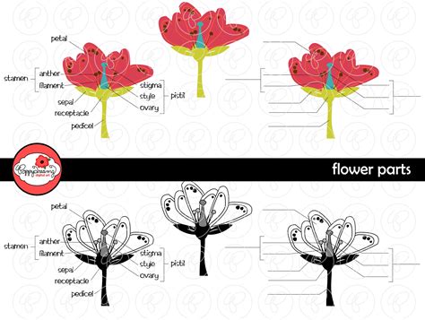 Flower Parts Science Diagram Clipart Set 300 Dpi School Teacher Clip ...