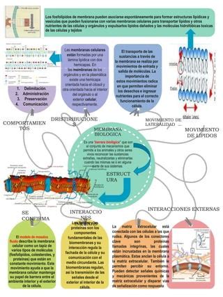 Mapa Mental Pptx