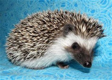 Hedgehog Color Guide - Hedgehogs of Bloomington