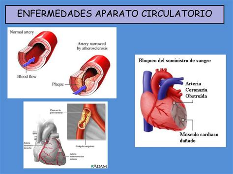 Ppt Aparato Circulatorio Ii Powerpoint Presentation Free Download Id 180482