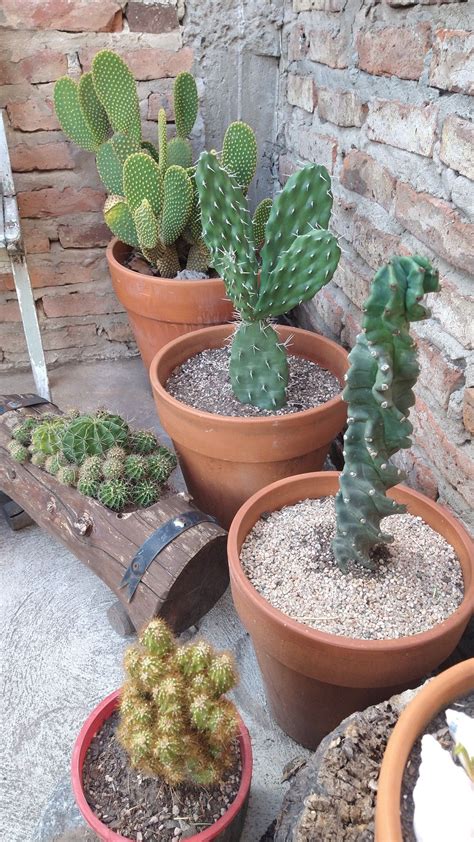 Diferentes Tipos Especies Y Clases De Cactus Y Su Cultivo Artofit