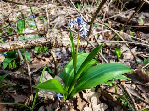 Ail Des Ours Colchique Muguet Arum Risques De Confusion