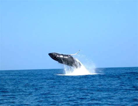 Humpback Whale Watching Season Starts Early in Hawaii | Live Science