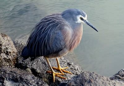 White Faced Heron. | Free Photo - rawpixel