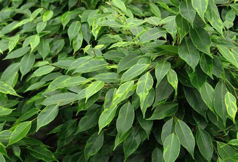 Plantas Para Purificar El Aire El Ficus Benjamina Revista De Flores