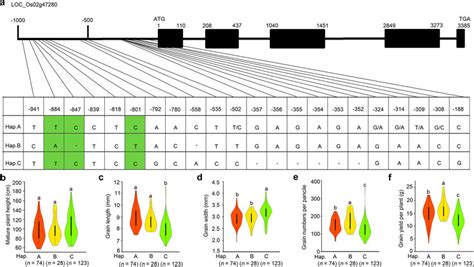 Natural Allelic Variation At Grf4 Is Associated With Variation In Plant