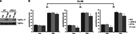 Induction Of TgIF2 Phosphorylation In Starved Intracellular